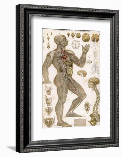 Physiological Diagram of the Brain Nerves and Organ of the Voice-null-Framed Photographic Print