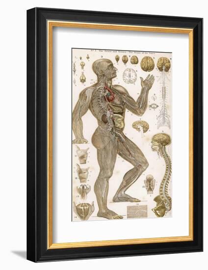 Physiological Diagram of the Brain Nerves and Organ of the Voice-null-Framed Photographic Print