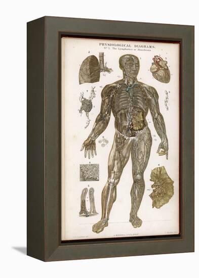 Physiological Diagram of the Lymphatic System-null-Framed Premier Image Canvas