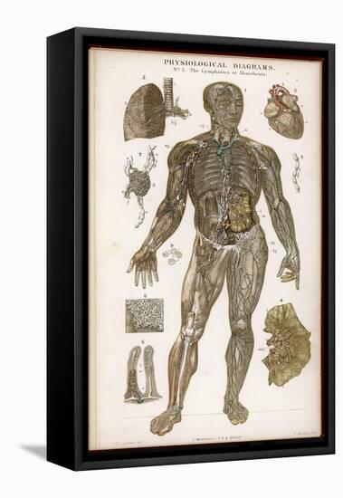 Physiological Diagram of the Lymphatic System-null-Framed Premier Image Canvas