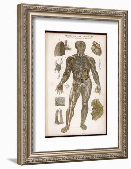 Physiological Diagram of the Lymphatic System-null-Framed Photographic Print