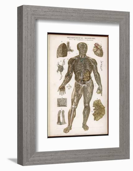 Physiological Diagram of the Lymphatic System-null-Framed Photographic Print