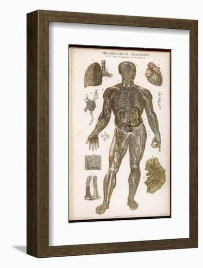 Physiological Diagram of the Lymphatic System-null-Framed Photographic Print