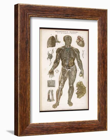 Physiological Diagram of the Lymphatic System-null-Framed Photographic Print