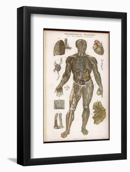 Physiological Diagram of the Lymphatic System-null-Framed Photographic Print