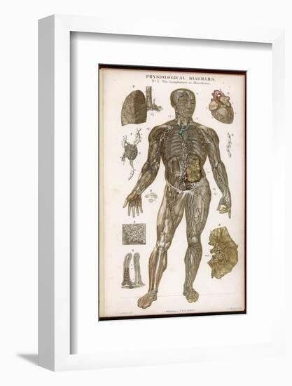 Physiological Diagram of the Lymphatic System-null-Framed Photographic Print