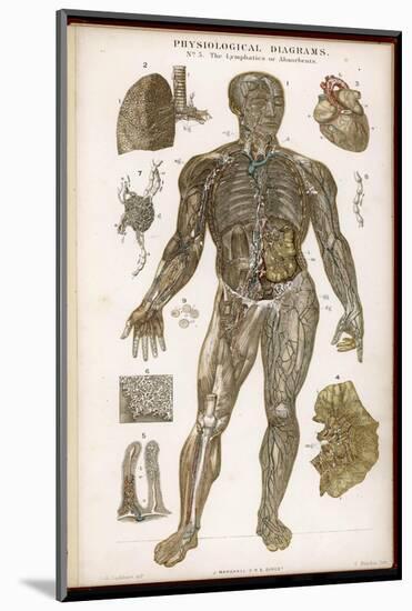 Physiological Diagram of the Lymphatic System-null-Mounted Photographic Print