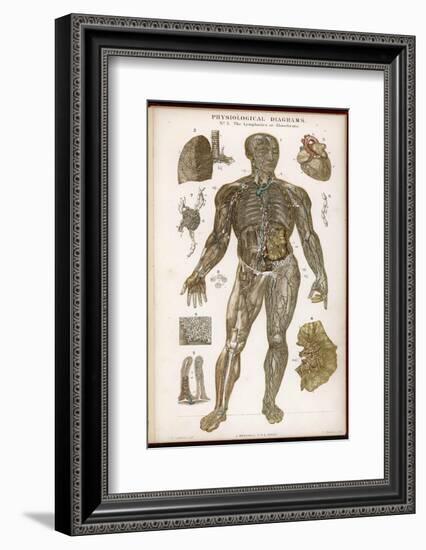 Physiological Diagram of the Lymphatic System-null-Framed Photographic Print