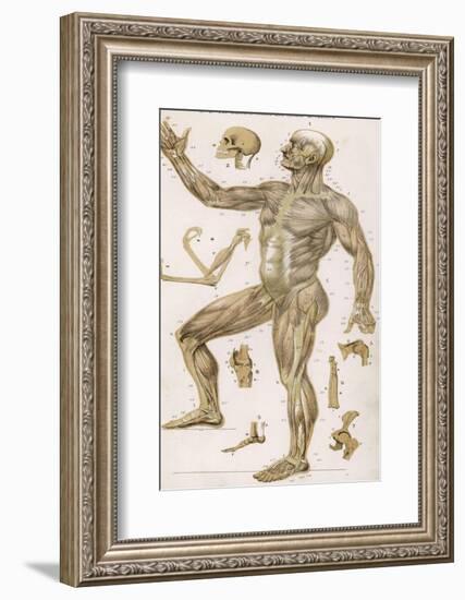 Physiological Diagram of the Muscles Joints and Animal Mechanics of the Human Body-null-Framed Photographic Print