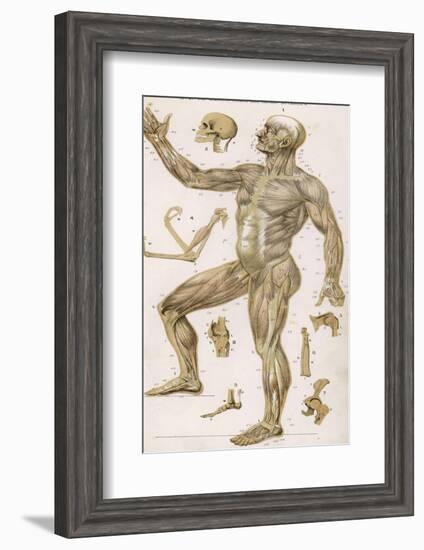 Physiological Diagram of the Muscles Joints and Animal Mechanics of the Human Body-null-Framed Photographic Print