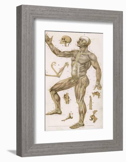 Physiological Diagram of the Muscles Joints and Animal Mechanics of the Human Body-null-Framed Photographic Print