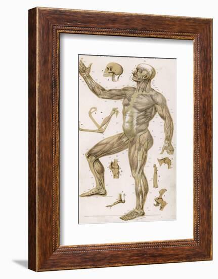 Physiological Diagram of the Muscles Joints and Animal Mechanics of the Human Body--Framed Photographic Print