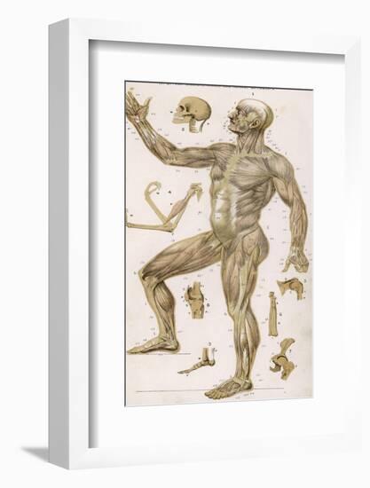 Physiological Diagram of the Muscles Joints and Animal Mechanics of the Human Body-null-Framed Photographic Print