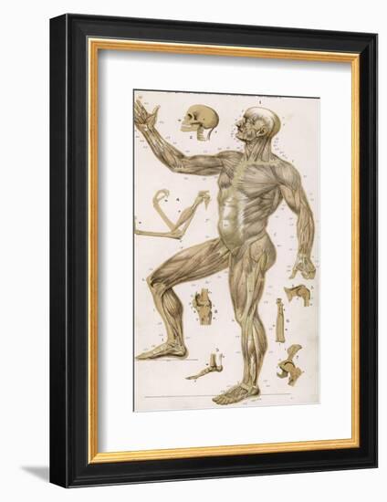 Physiological Diagram of the Muscles Joints and Animal Mechanics of the Human Body-null-Framed Photographic Print