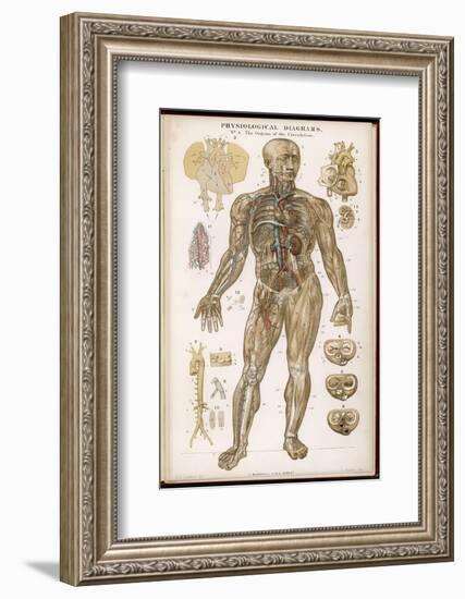 Physiological Diagram of the Organs of Circulation-null-Framed Photographic Print