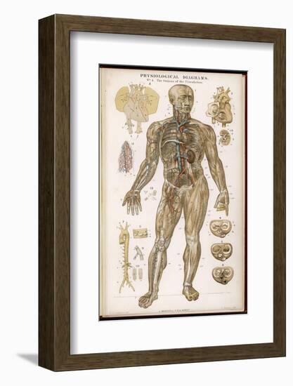 Physiological Diagram of the Organs of Circulation-null-Framed Photographic Print