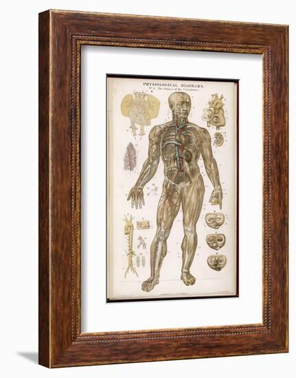 Physiological Diagram of the Organs of Circulation-null-Framed Photographic Print