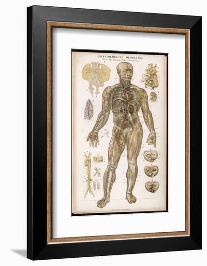 Physiological Diagram of the Organs of Circulation-null-Framed Photographic Print