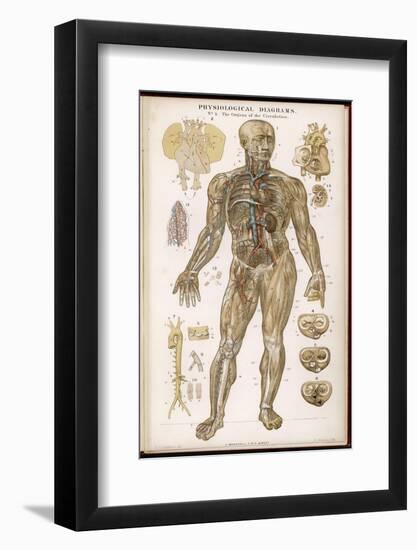 Physiological Diagram of the Organs of Circulation-null-Framed Photographic Print