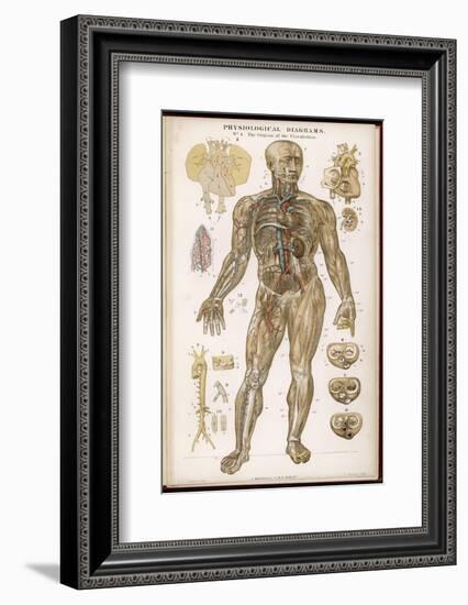 Physiological Diagram of the Organs of Circulation-null-Framed Photographic Print