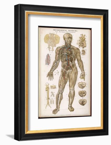 Physiological Diagram of the Organs of Circulation-null-Framed Photographic Print