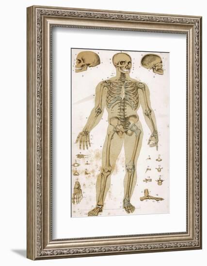 Physiological Diagram of the Skeleton and Ligaments-null-Framed Photographic Print