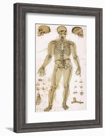 Physiological Diagram of the Skeleton and Ligaments-null-Framed Photographic Print