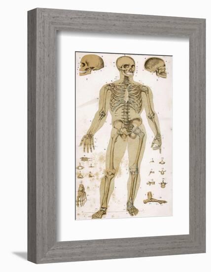 Physiological Diagram of the Skeleton and Ligaments-null-Framed Photographic Print