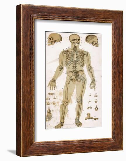 Physiological Diagram of the Skeleton and Ligaments-null-Framed Photographic Print