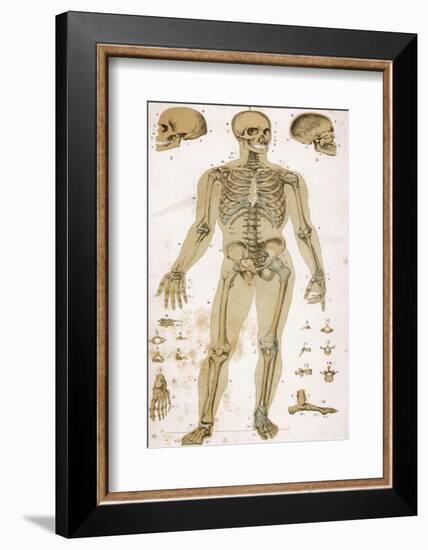 Physiological Diagram of the Skeleton and Ligaments-null-Framed Photographic Print