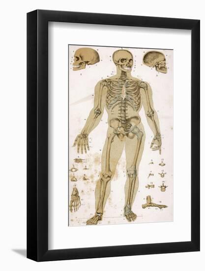 Physiological Diagram of the Skeleton and Ligaments-null-Framed Photographic Print