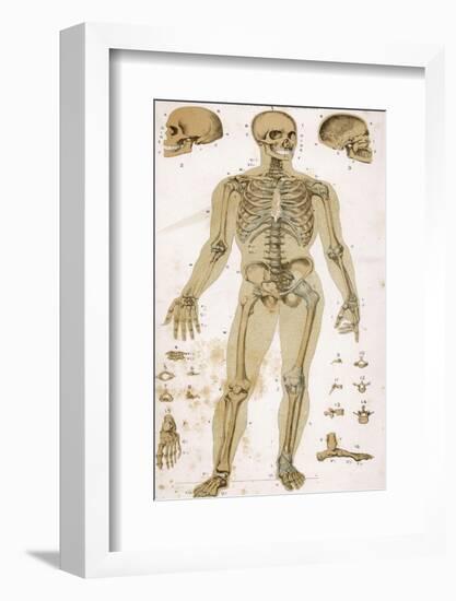 Physiological Diagram of the Skeleton and Ligaments-null-Framed Photographic Print