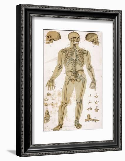 Physiological Diagram of the Skeleton and Ligaments-null-Framed Photographic Print