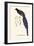 Pica Erythrorhyncha-A Century Of Birds From The Himalaya Mountains-John Gould-Framed Art Print