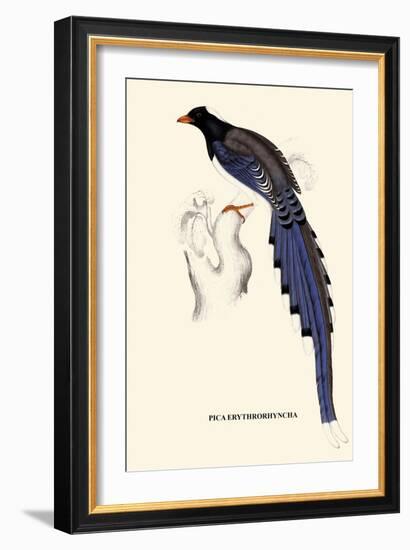 Pica Erythrorhyncha-A Century Of Birds From The Himalaya Mountains-John Gould-Framed Art Print