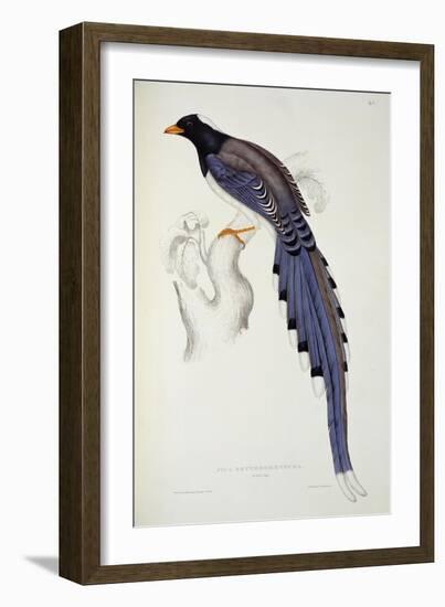 Pica Erythrorhyncha-John Gould-Framed Giclee Print