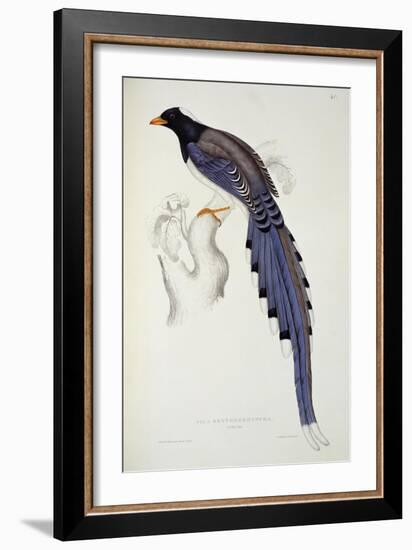 Pica Erythrorhyncha-John Gould-Framed Giclee Print