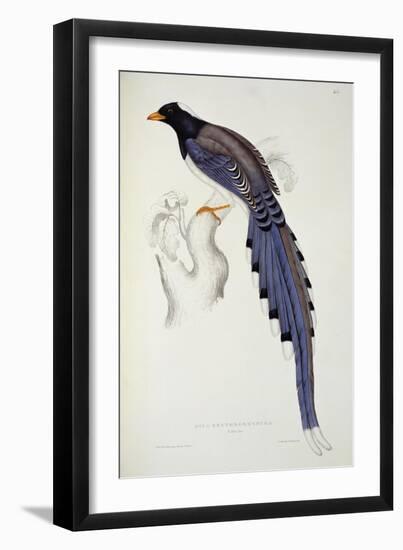 Pica Erythrorhyncha-John Gould-Framed Giclee Print