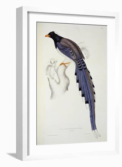 Pica Erythrorhyncha-John Gould-Framed Giclee Print