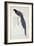 Pica Erythrorhyncha-John Gould-Framed Giclee Print