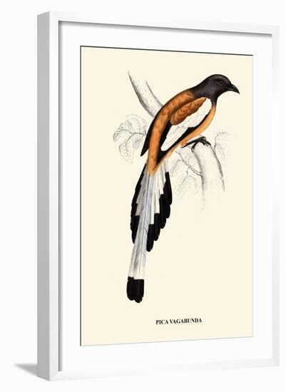 Pica Vagabunda-A Century Of Birds From The Himalaya Mountains-John Gould-Framed Art Print