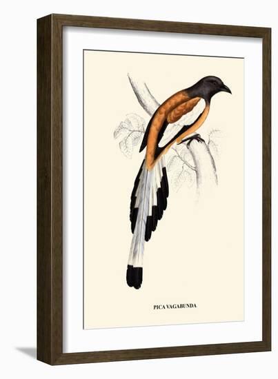 Pica Vagabunda-A Century Of Birds From The Himalaya Mountains-John Gould-Framed Art Print