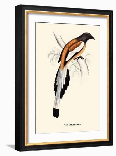 Pica Vagabunda-A Century Of Birds From The Himalaya Mountains-John Gould-Framed Art Print