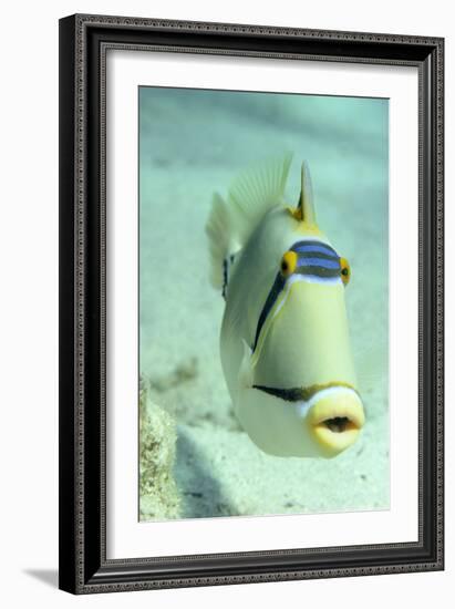 Picasso Triggerfish-Georgette Douwma-Framed Photographic Print