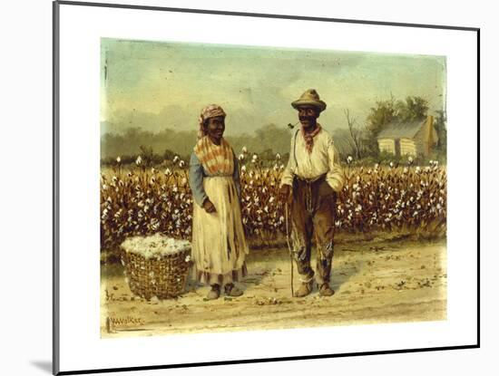 Picked Cotton-William Aiken		 Walker-Mounted Giclee Print