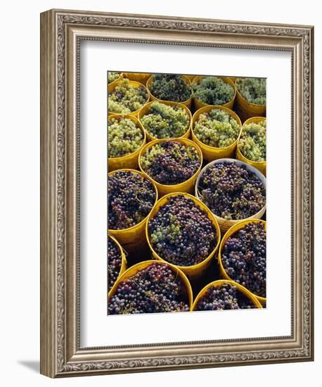 Picked Grapes in a Vineyard, Pisa, Tuscany, Italy, Europe-Michael Newton-Framed Photographic Print