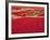 Picked Red Chilli Peppers Laid out to Dry, Rajasthan, India-Bruno Morandi-Framed Photographic Print