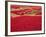 Picked Red Chilli Peppers Laid out to Dry, Rajasthan, India-Bruno Morandi-Framed Photographic Print