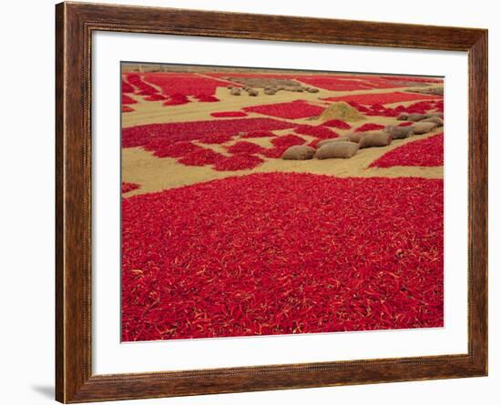 Picked Red Chilli Peppers Laid out to Dry, Rajasthan, India-Bruno Morandi-Framed Photographic Print