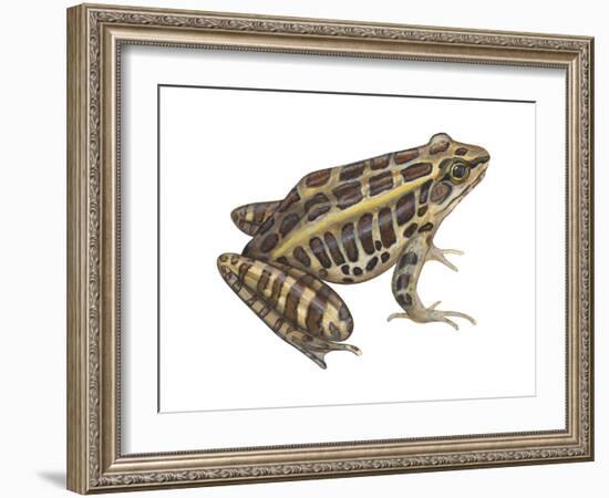 Pickerel Frog (Rana Palustris), Amphibians-Encyclopaedia Britannica-Framed Art Print